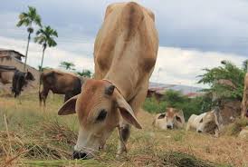 Ooala, Sapi Bantuan Ahok Ditolak Pengurus Masjid Luar Batang
